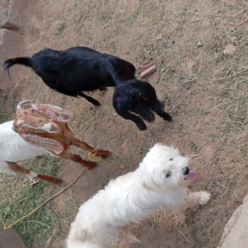 گوسفند پاکستانی