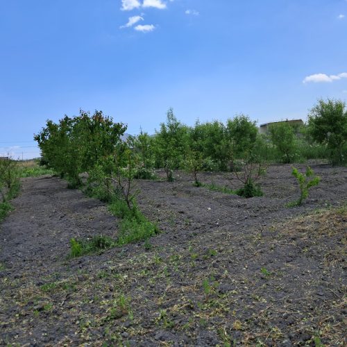 باغ 1050 متری با درختان بارده