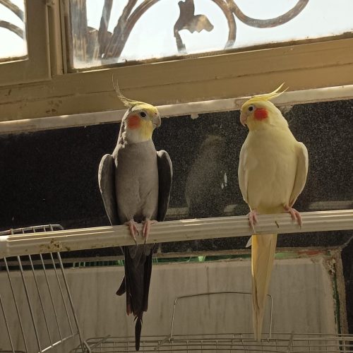 جفت عروس هلندی مولد