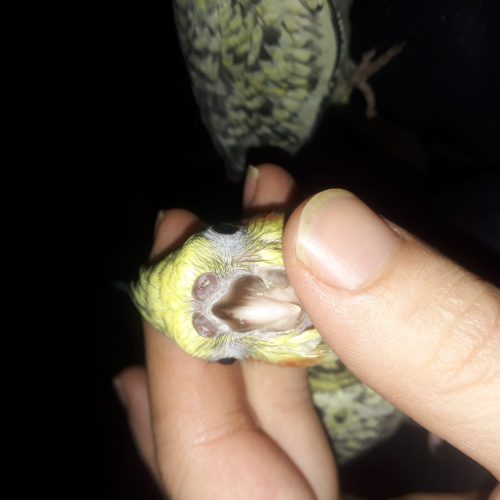 عروس هلندی نر و ماده 3 ماهه سخنگو