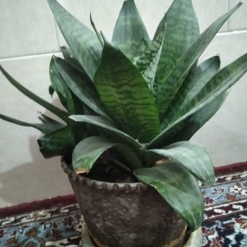 گل سانسوریا