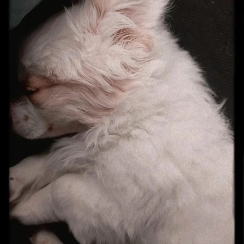 نژاد اشپیتز 7 ماهه شناسنامه دارد