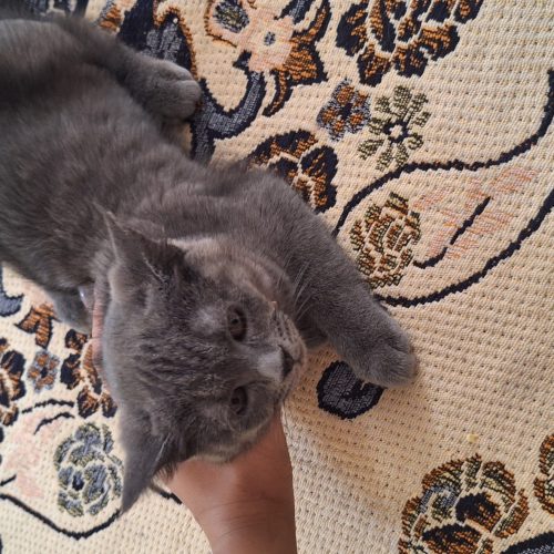 گربه مین کوین واسکاتیش