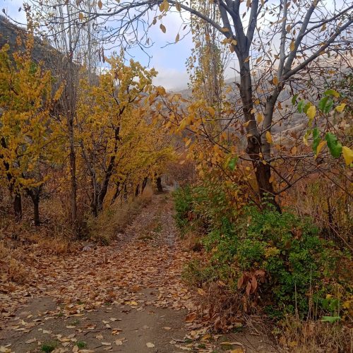 زمین وباغ عالی