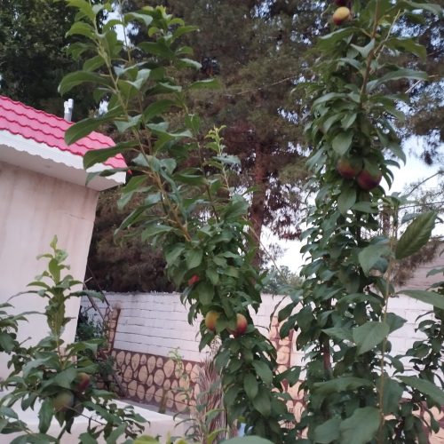 فروش باغ 1000 متری