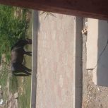 کره اسب سه ساله