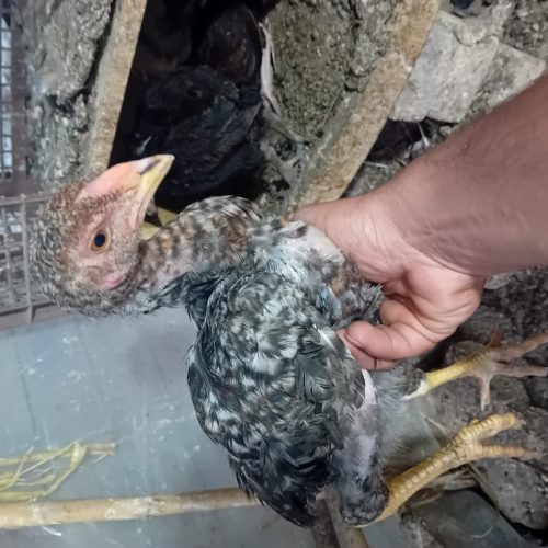 جوجه لاری نژاد اصیل