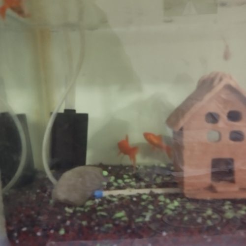 آکواریوم ،پمپ