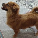 سگ شیتزو اشپیتز