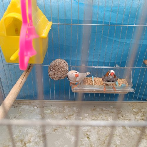 4عدد فنچ سالم و 2عدد قفس زیبا