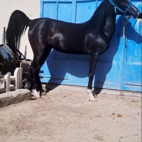 مادیان مشکی