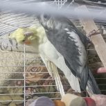 جفت عروس هلندی مولدهمراه باقفس ووسایل