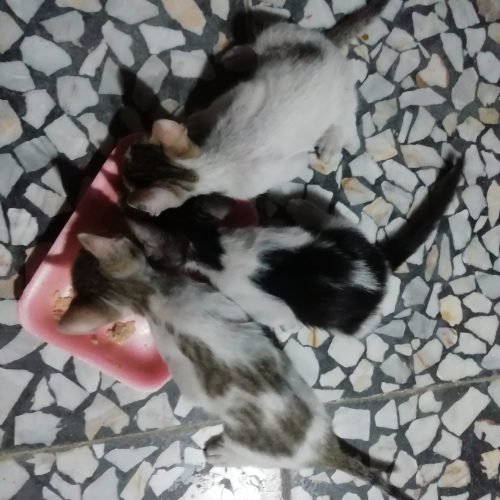 واگذاری بچه گربه