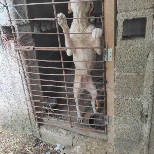 سگ سرابی 10 ماه ماده