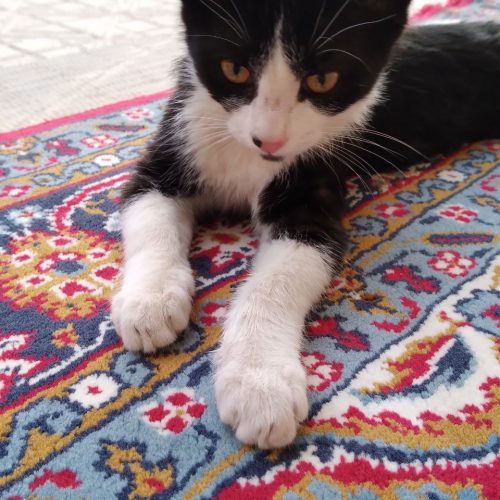واگذاری توله گربه چهار ماهه