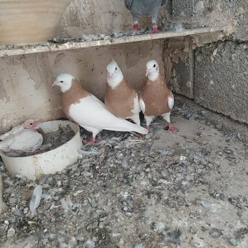 سه طوقی زرد به شرط