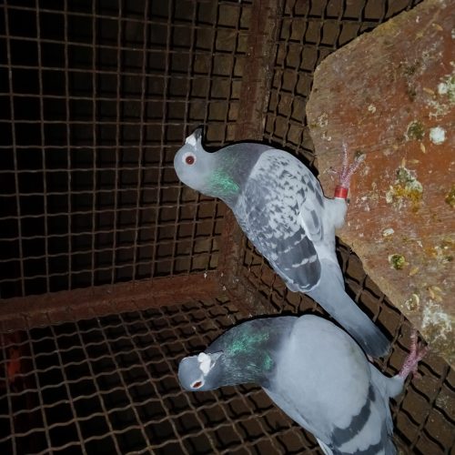 کبوتر  پلاکی