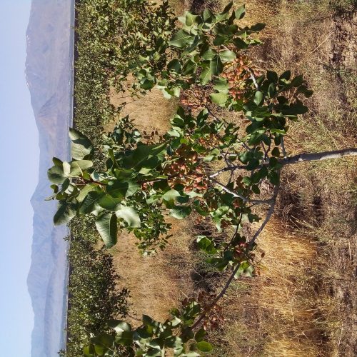 باغ پسته 12000مترمربع