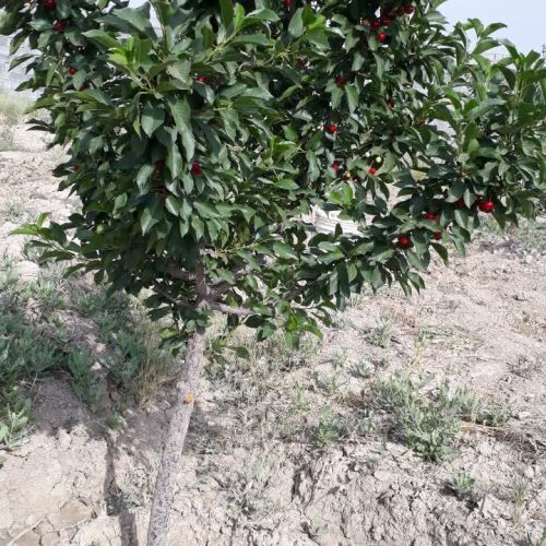 فروش باغ یا معاوضه با خانه در بهارستان . سپاهانشهر یا اصفهان