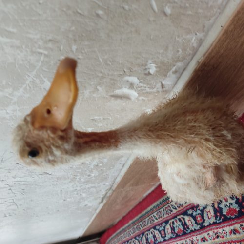 یک عدد اردک. 3ماهه کاملاً بومی