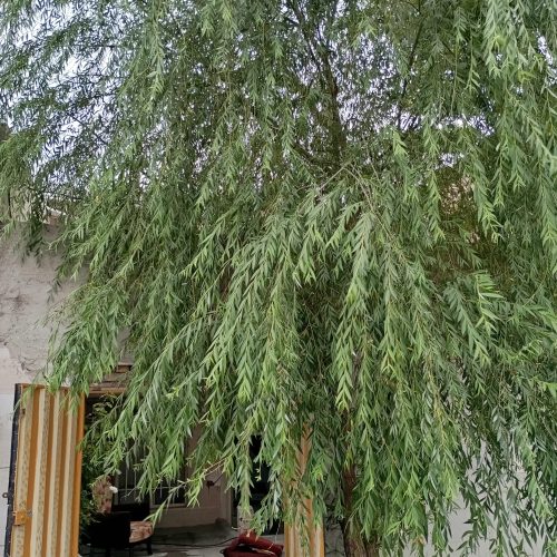 فروش فوری خیلیم فوری