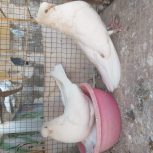 کبوتر نوک ریز چشم و نوک سفید.  قنار