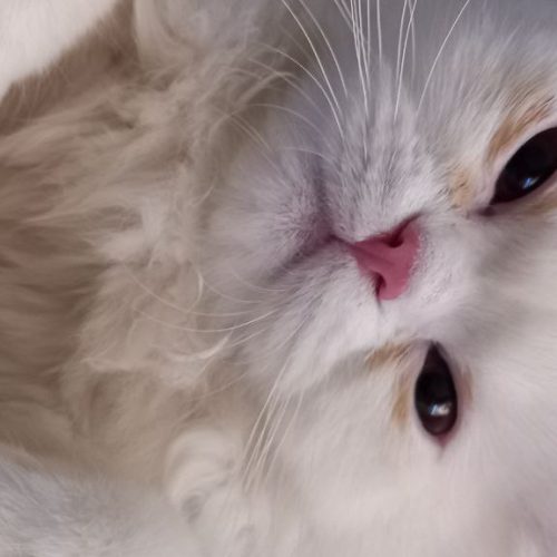 گربه پرشین سوپر فلت