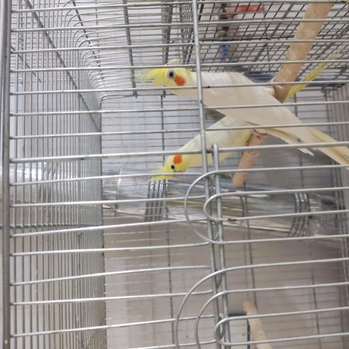 جفت عروس هلندی لوتینو بالغ