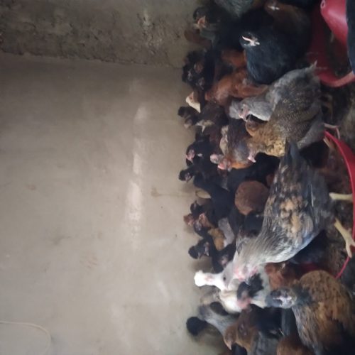 جوجه مرغ و خروس محلی اصل