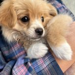 سگ نژاد اشپیتز و شیتزو میکس