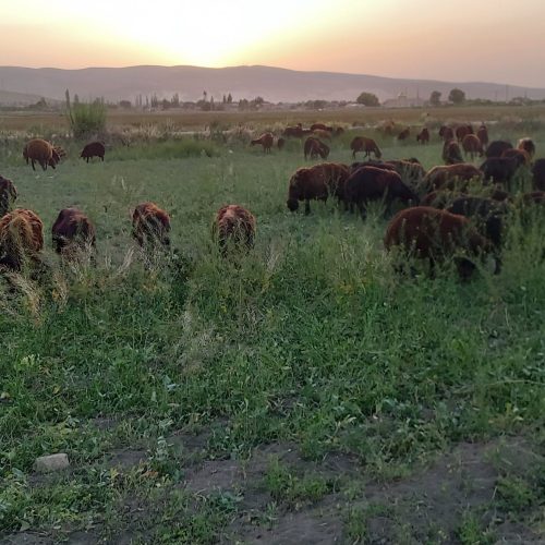 گوسفند افشار درجه یک