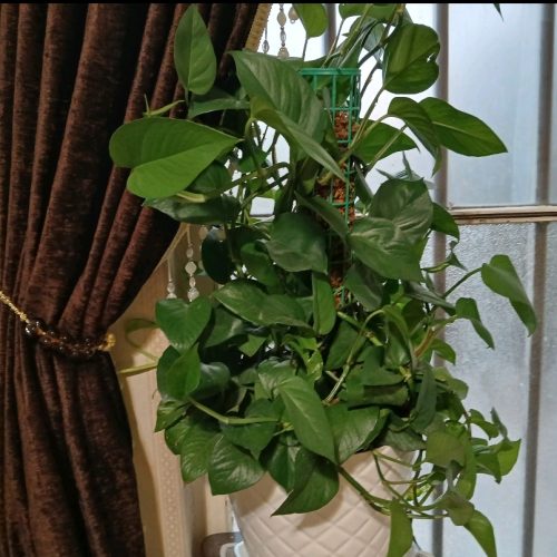 2 عدد گل پتوس سبز چندین ساله