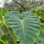 گیاه آپارتمانی بابا ادم