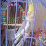 عروس هلندی سخنگو