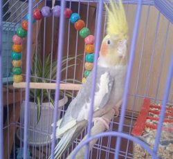 عروس هلندی سخنگو