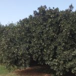 باغ پرتقال یک هکتار