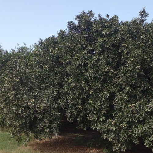 باغ پرتقال یک هکتار