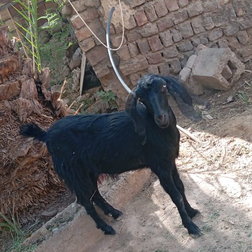 گوسفند پاکستانی