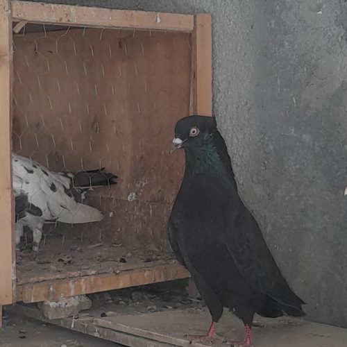 عروس هلندی و کبوتر