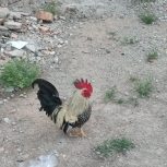 خروس فروشی جا ندارم نگه دارم