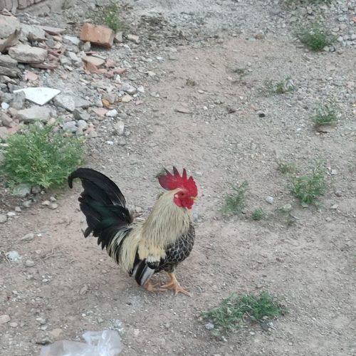 خروس فروشی جا ندارم نگه دارم