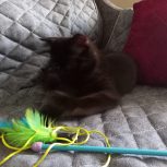 گربه اسکاتیش