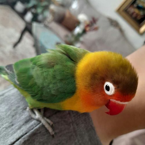 کوتوله برزیلی