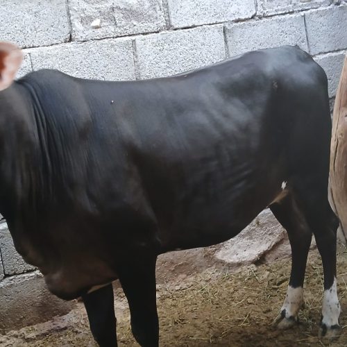 فروش دو عدد گاو ماده