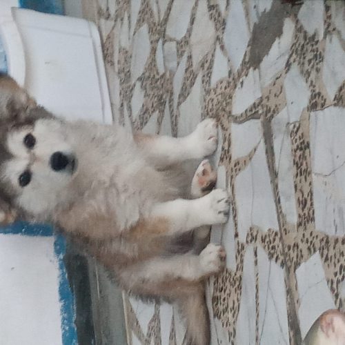 سگ پاکوتاه