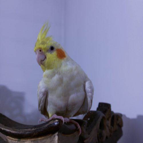 پرنده گمشده