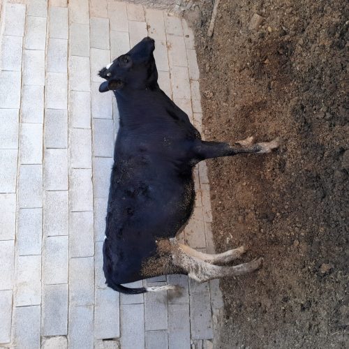 گاو به همراه گوساله