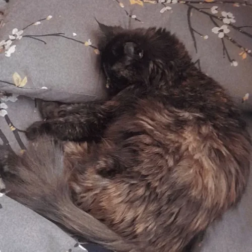 گربه مین کوین واسکاتیش