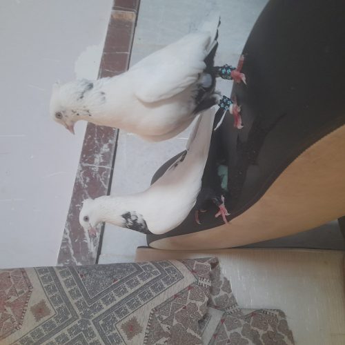 کبوتر دم سیاه