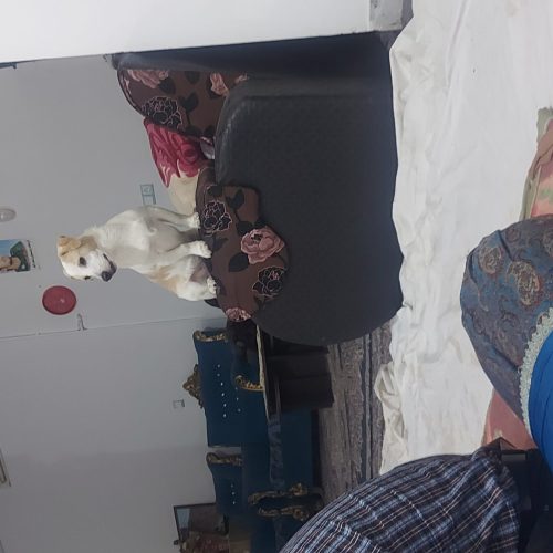 یک قلاده سگ اشپیتز